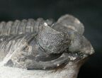 Double Coltraneia Plate - Tower Eyed Trilobites #15676-3